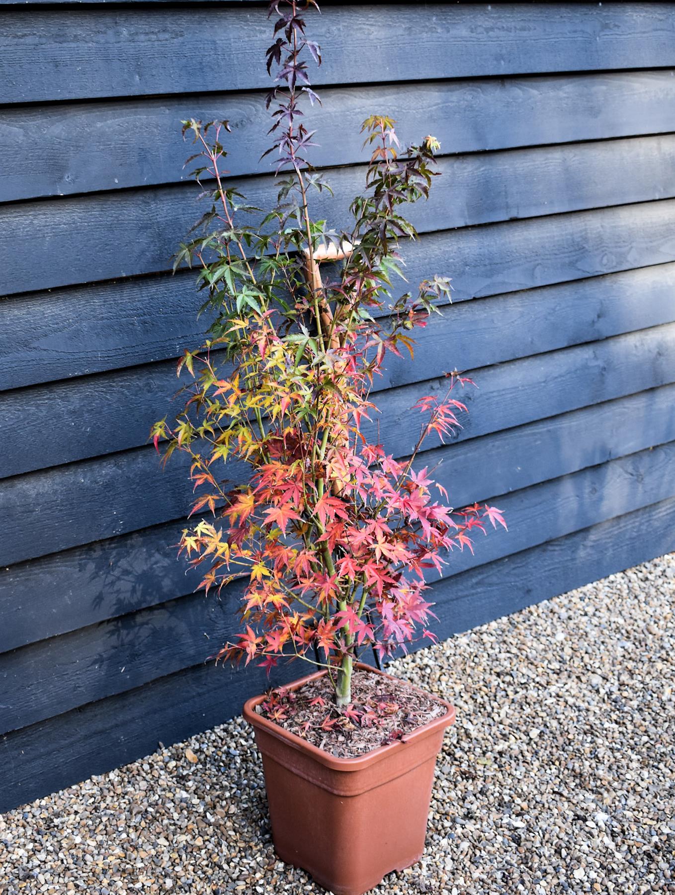 Katsura Japanese Maple | Acer palmatum 'Katsura' - Bushy - 100-120cm - 18-20lt