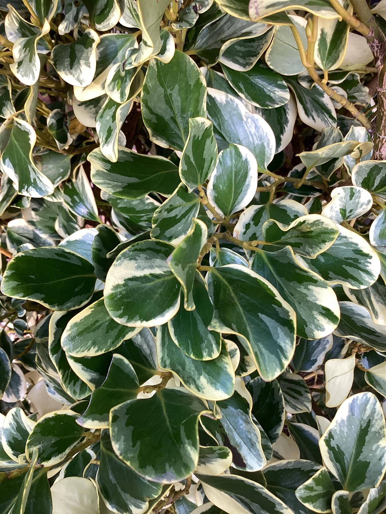 Griselinia littoralis Variegata | New Zealand Broadleaf - 80cm - 120cm - Busy - 25lt