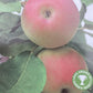 Apple tree 'James Grieve' | Malus domestica - MM106 - Semi-Dwarfing - Height 150-160cm - 20lt