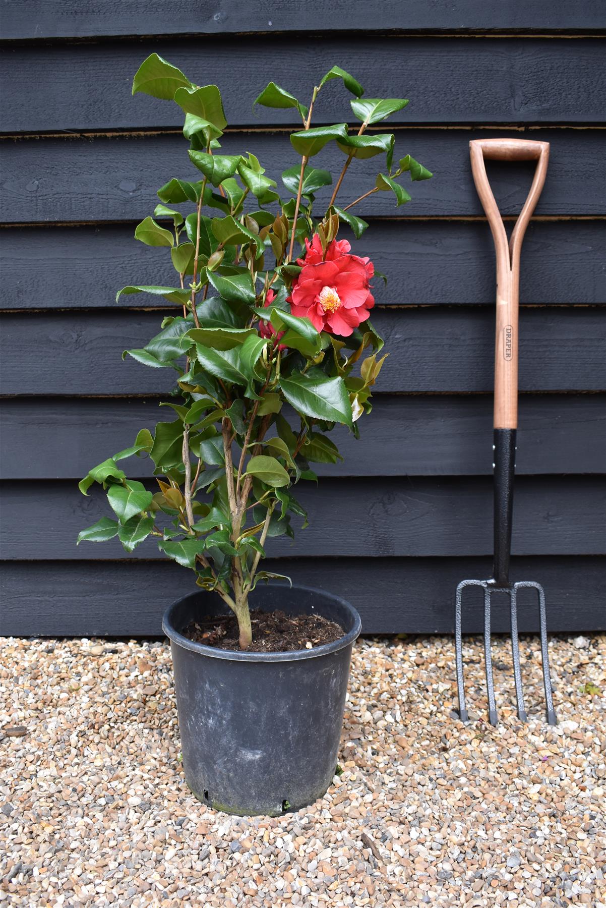 Camellia Dr King -  60-70cm -12lt