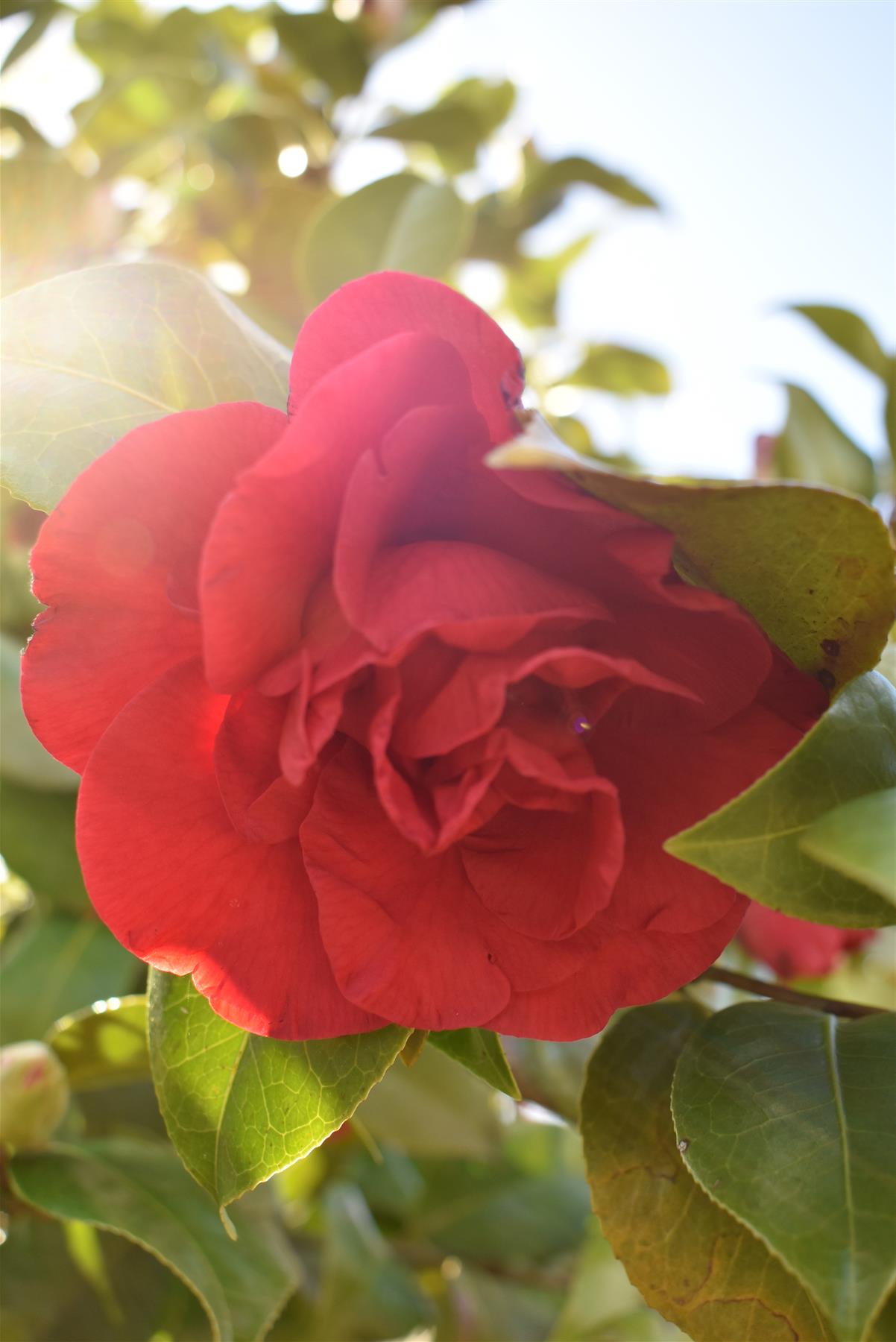 Camellia Japonica 'Fungo' | Japanese Camellia - 190cm -110lt