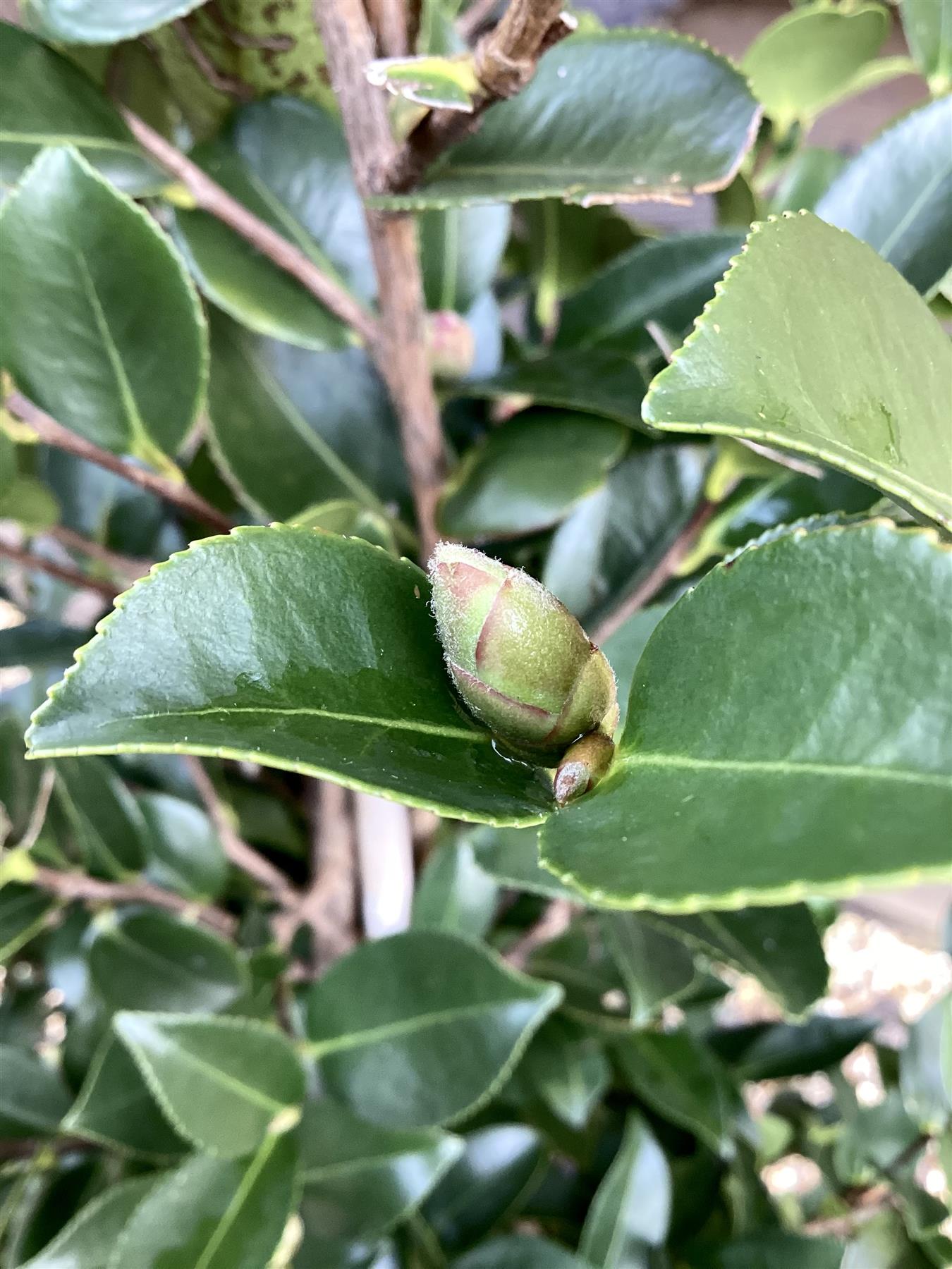 Camellia sasanqua - Bush - Large Shrub - Pink - Hiryu - Height 140cm - Width 60cm - 30lt