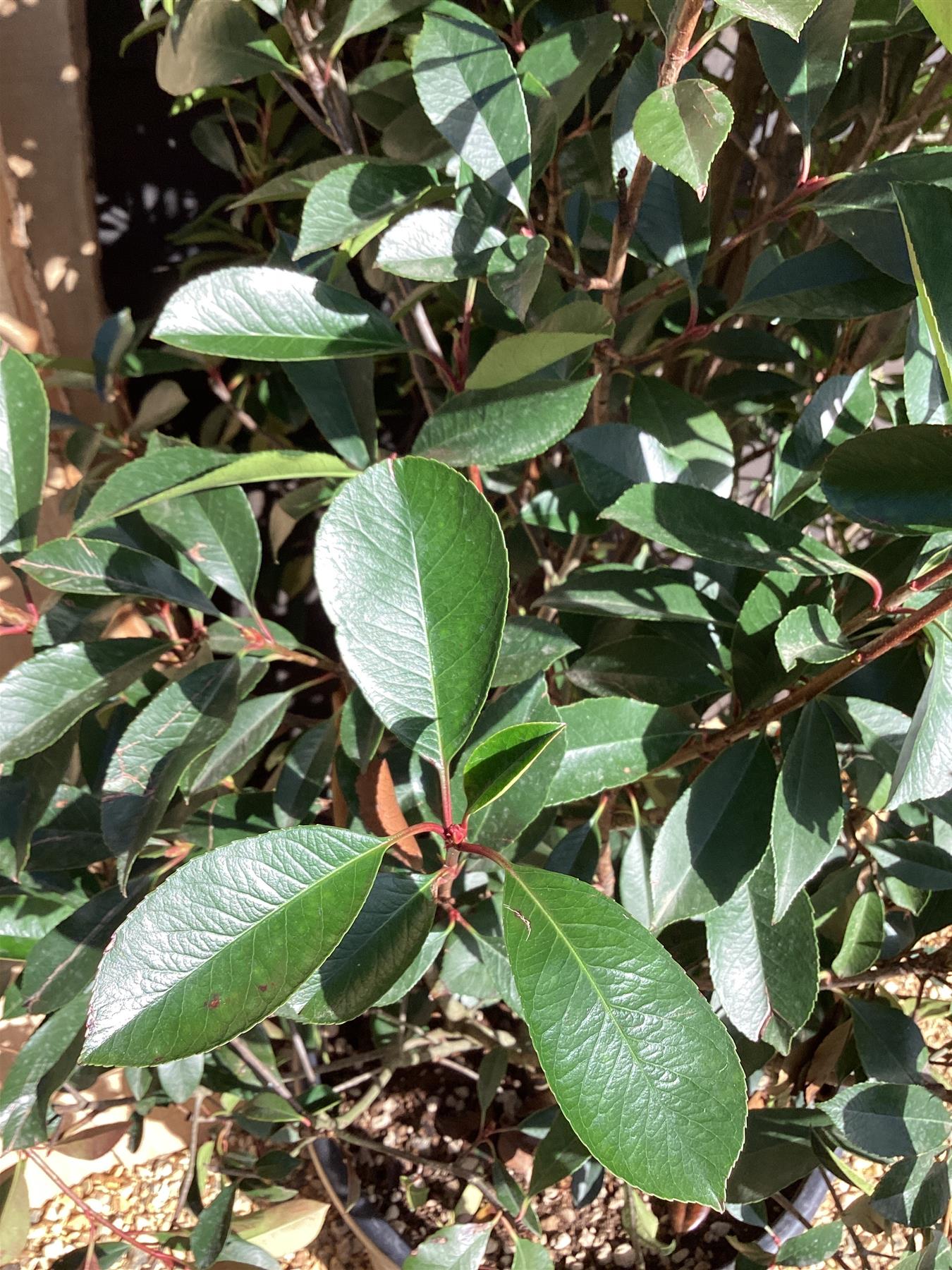 Photinia Red Robin - 150/200cm, 70lt