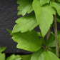 Hibiscus syriacus 'Woodbridge' | Rose of Sharon 'Woodbridge' - 50-60cm, 3lt