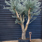 Olive Tree | Olea Europea - Specimen - Branched Out - Height 250 -300 cm - 280lt