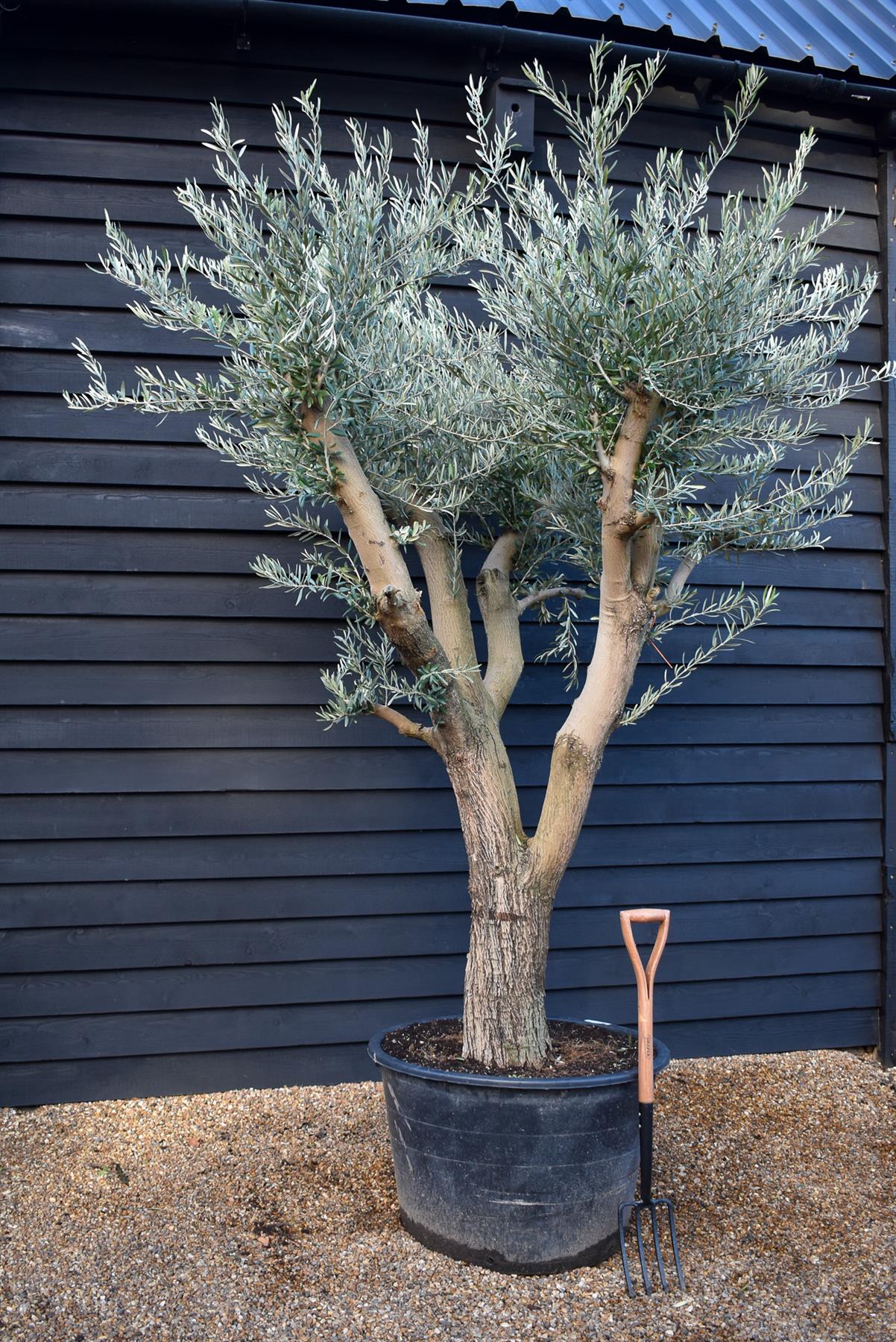 Olive Tree | Olea Europea - Specimen - Branched Out - Height 250 -300 cm - 280lt