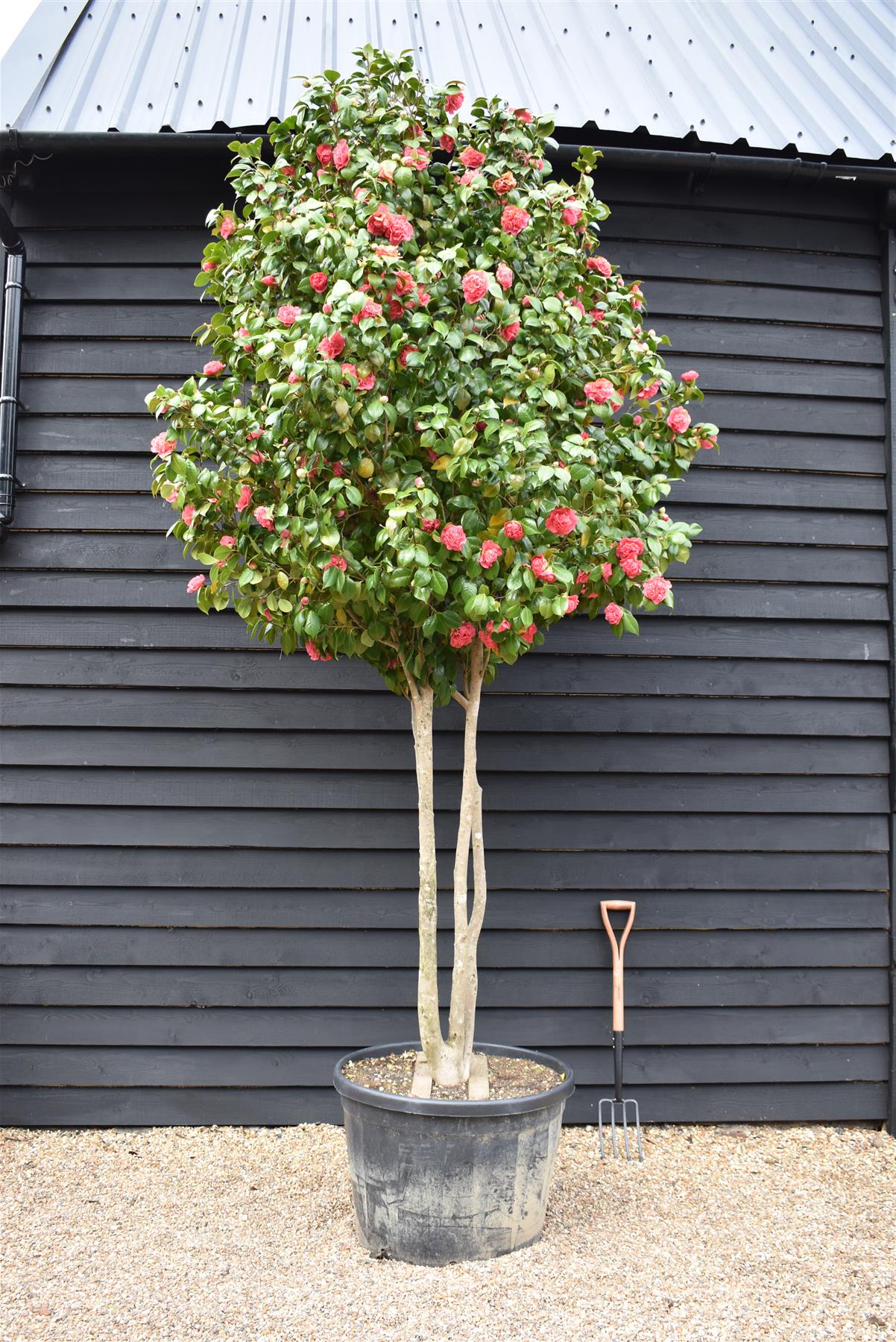 Camellia Japonica  |  Japanese Camellia (Pink) - Multistem - Height 300-400cm -150-180lt