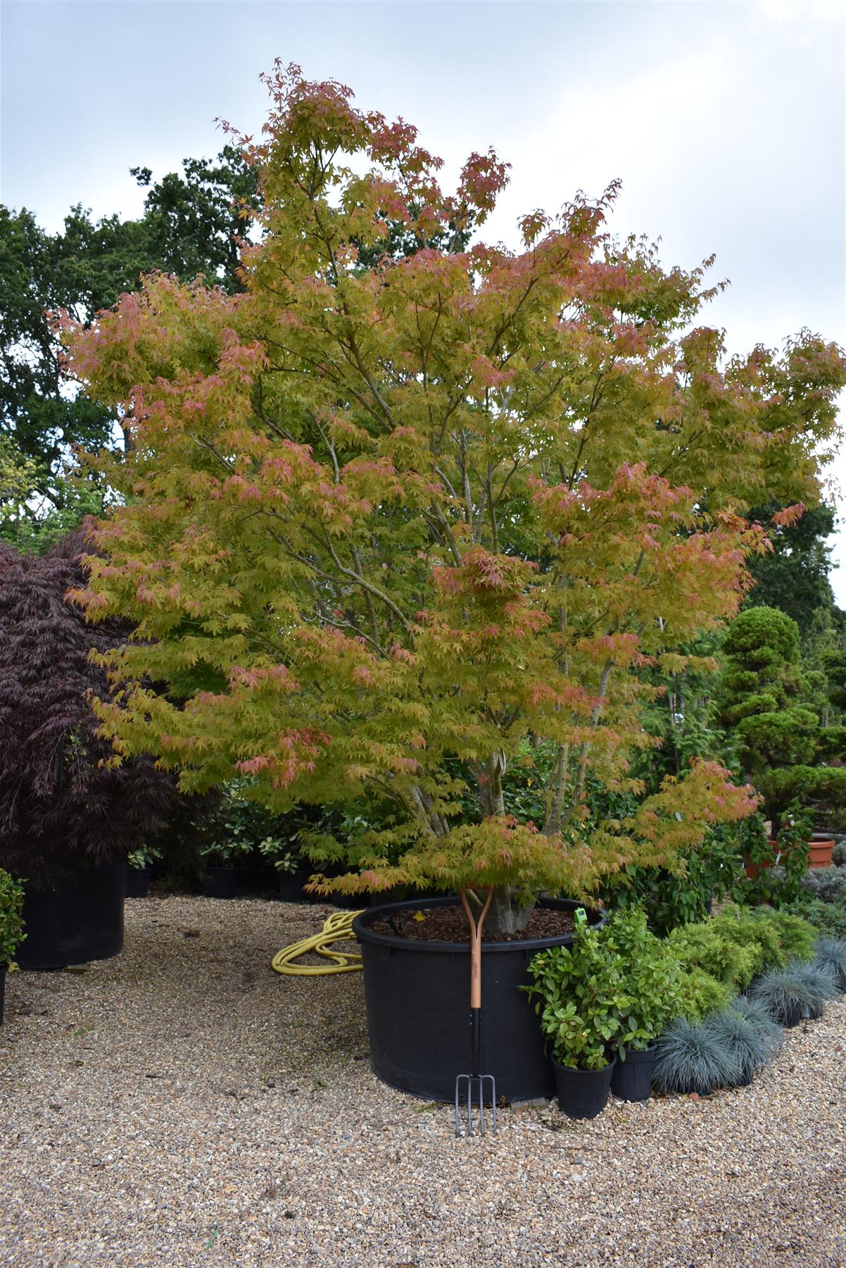 Acer palmatum 'Orangeola' | Orangeola Japanese Maple - Multistem - 350-360cm - 500lt