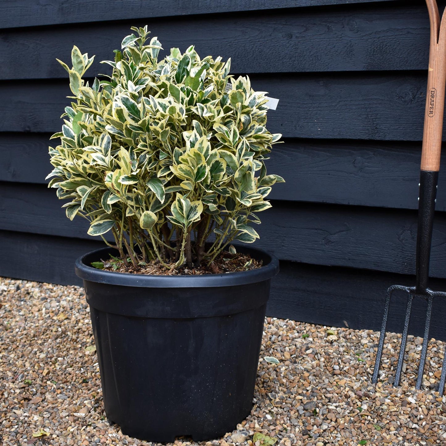 Euonymus japonicus 'Bravo' | Japanese Spindle 'Bravo' - Ball - Height 50 -60cm - 30lt