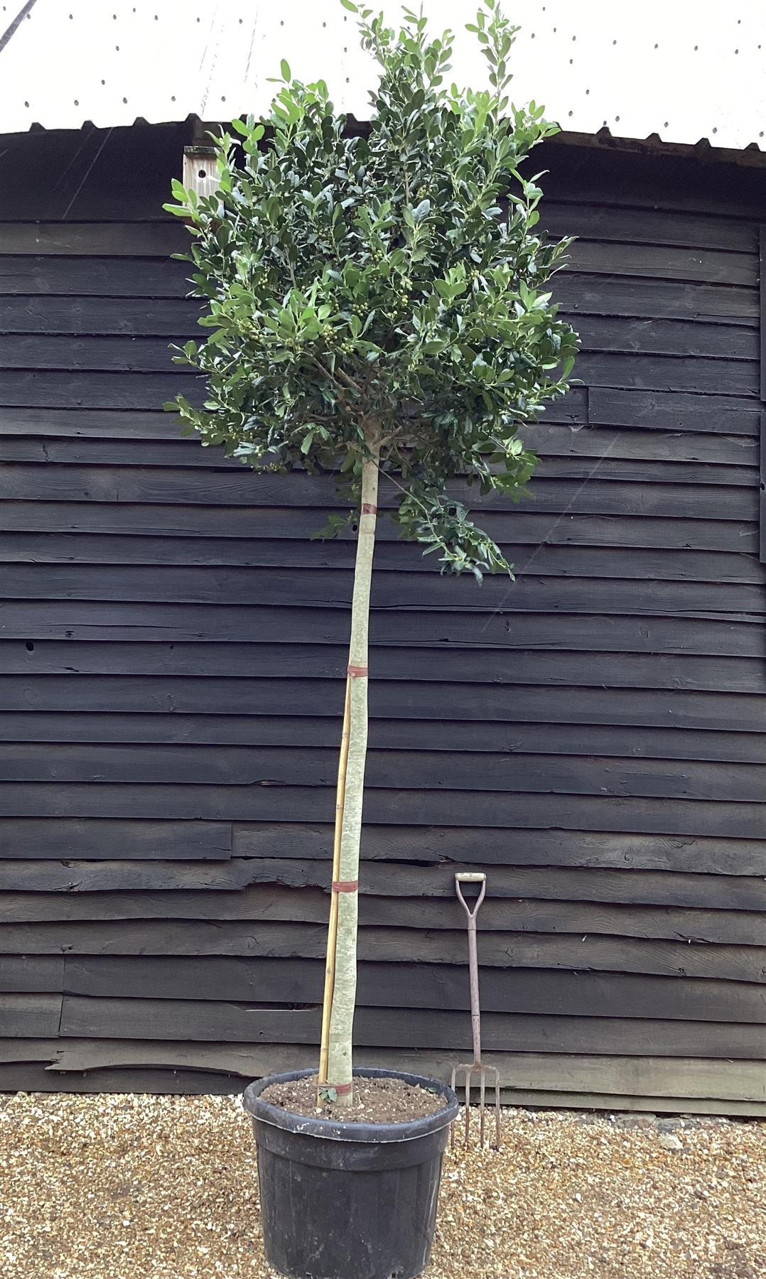 Ilex 'Nellie R. Stevens' Standard | Holly 'Nellie R. Stevens' - Girth 16-18cm - 300-350cm, 110lt