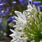 Agapanthus - 40/50cm, 15lt