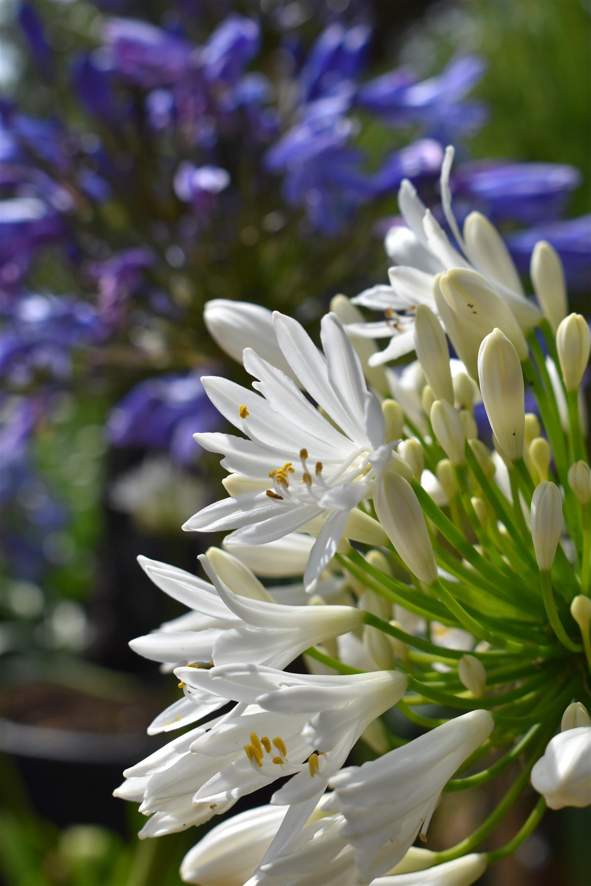 Agapanthus - 40/50cm, 15lt