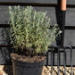 Lavandula stoechas Papillion | French Lavender - 30-60cm, 5lt