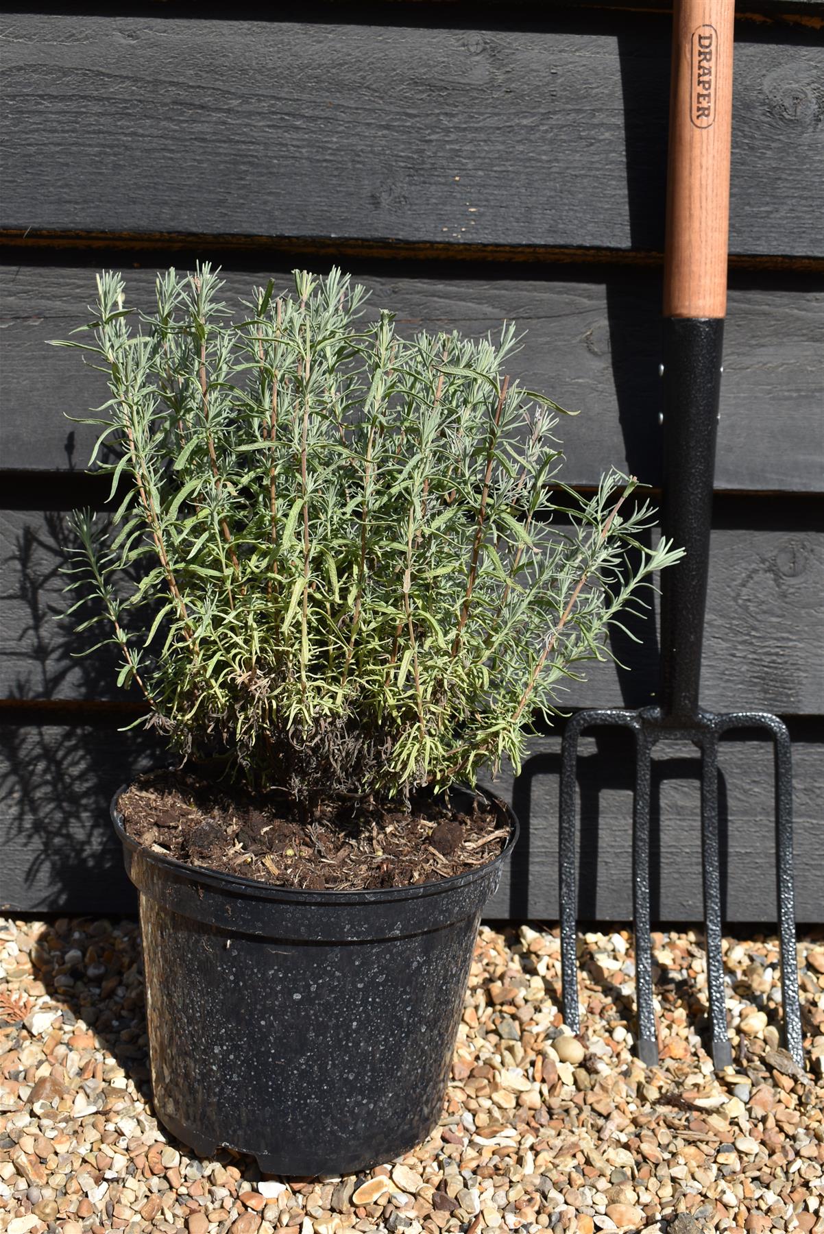 Lavandula stoechas Papillion | French Lavender - 30-60cm, 5lt