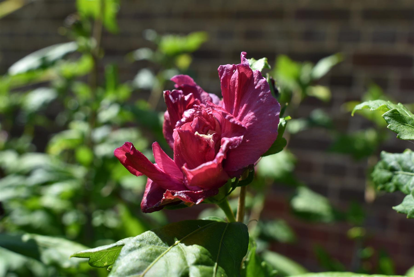 Hibiscus syriacus  'Duc de Brabant' - Red-Pink - Height 160-180cm - 35lt