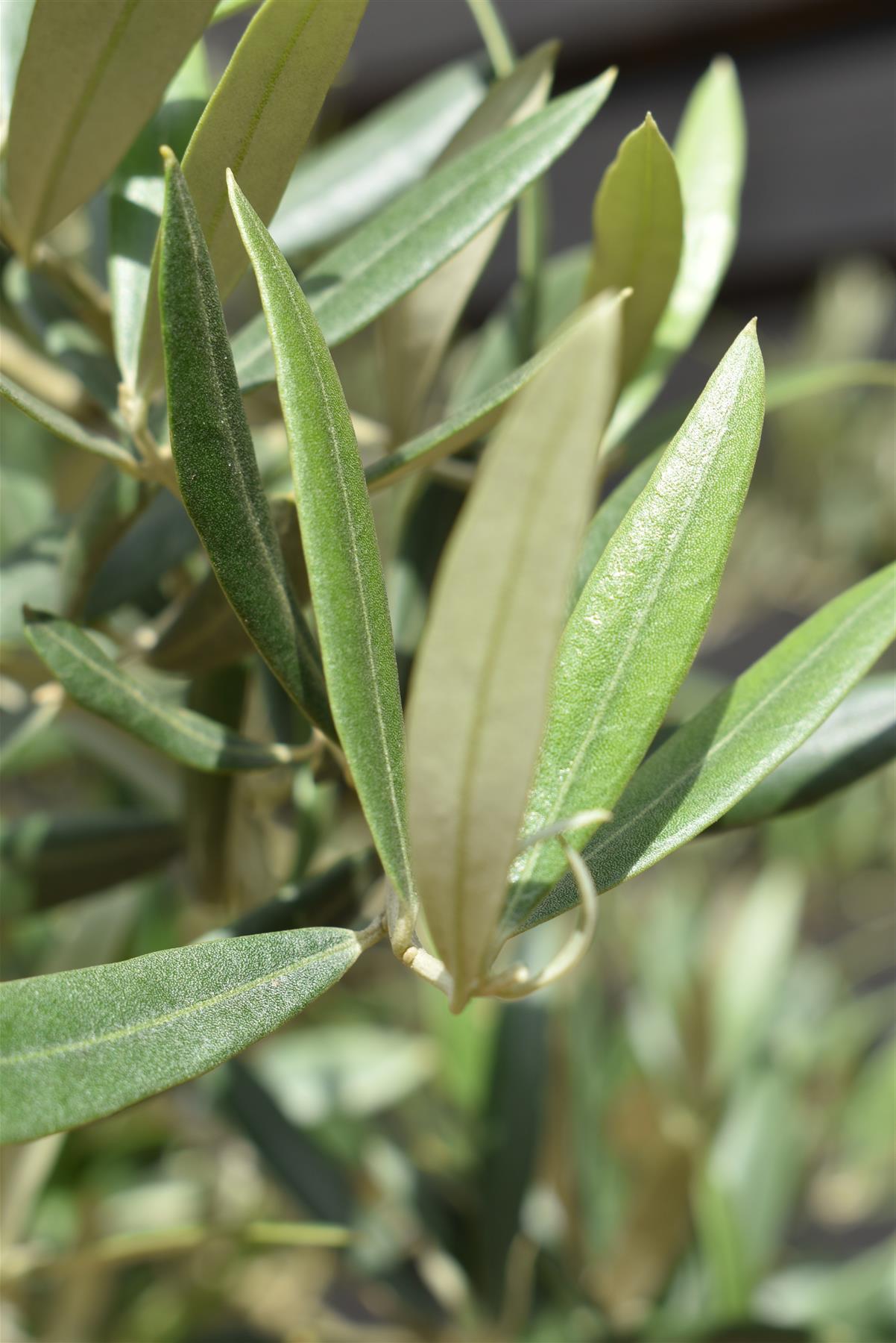 Olive Tree | Olea Europea 1/2 Std Girth 85cm - 210-220cm, 160lt