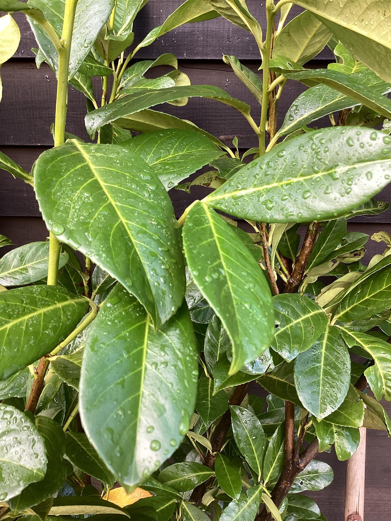 9 x Cherry Laurel 'Rotundifolia' - 150-170cm - 20lt