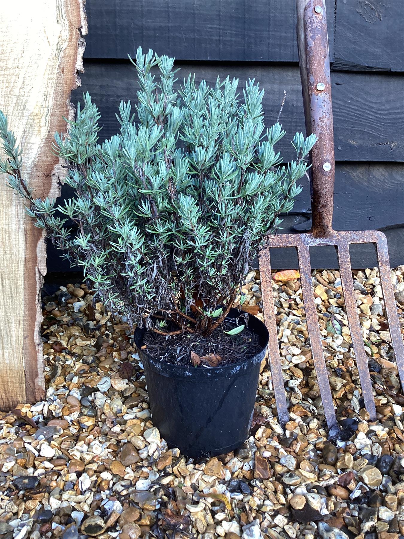 Lavender 'Hidcote Giant' - 10-30cm, 2lt