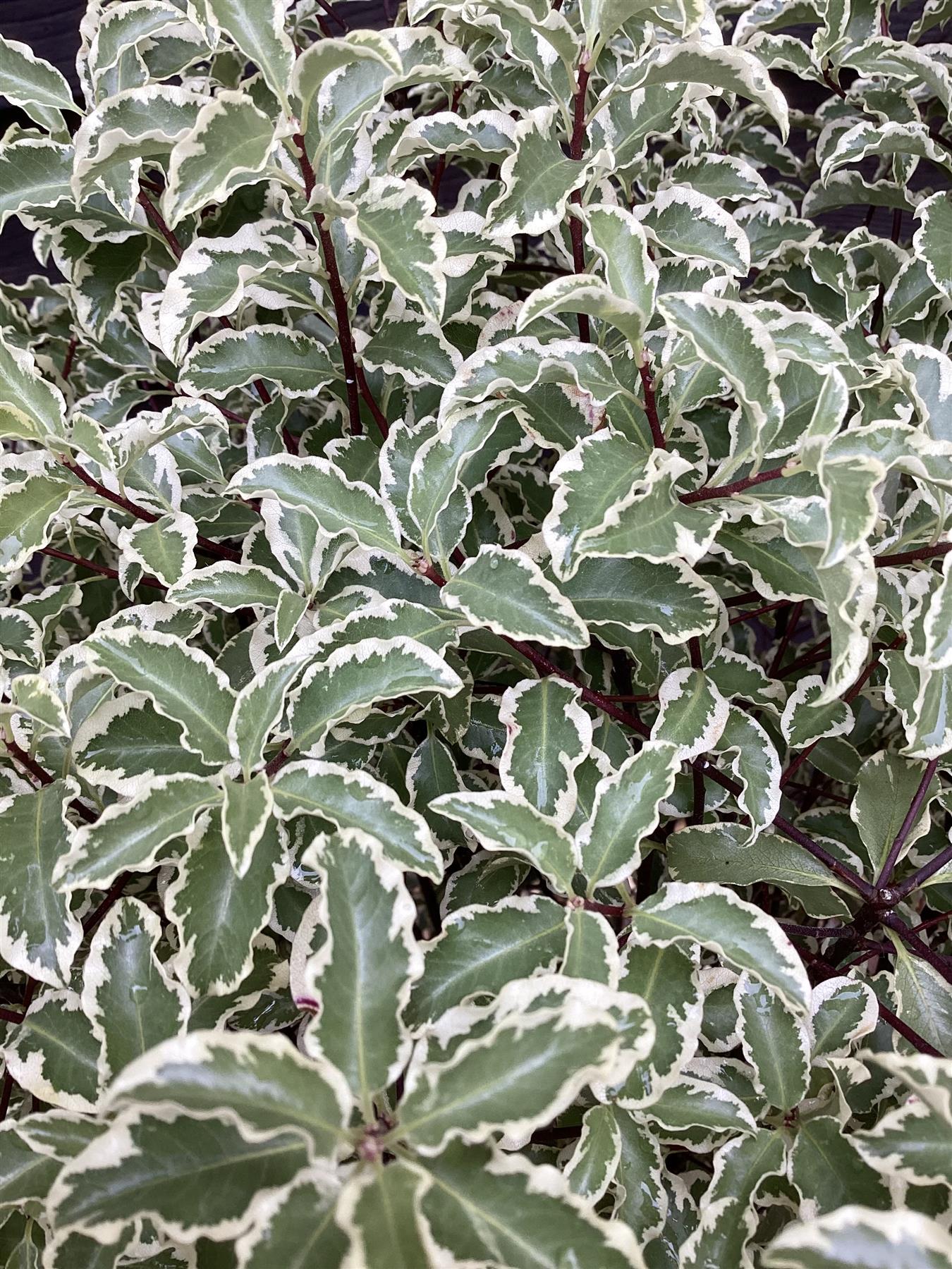 Pittosporum Variegatum - 40-60cm, 10lt