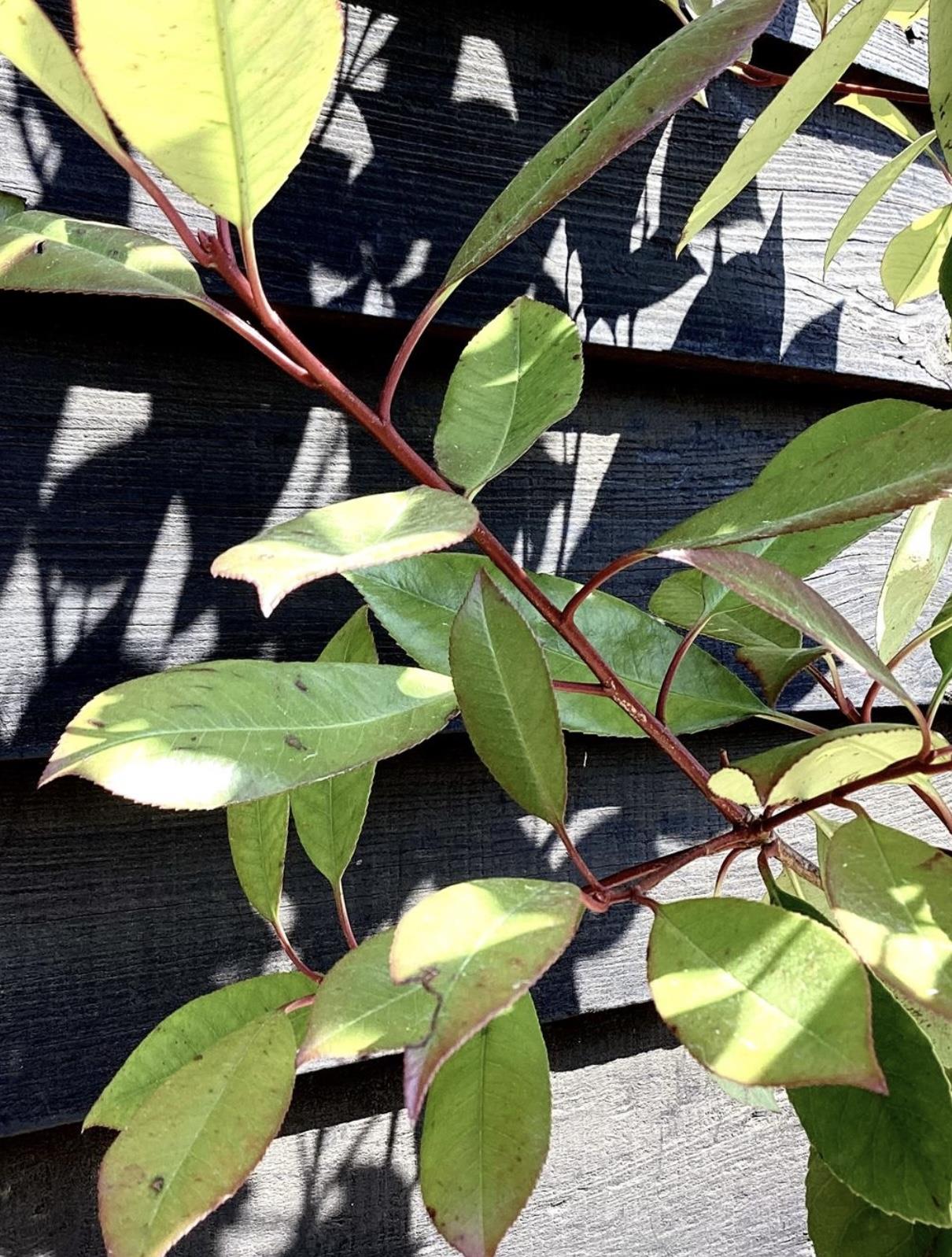 Photinia x fraseri Red Robin - Tree - 200 - 220cm - 20lt