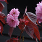 Prunus Royal Burgundy | Cherry 'Royal Burgundy' - 310-340cm, 50lt