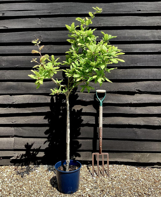 Medlar 'Nottingham' | Mespilus germanica - 150-160cm - 12lt