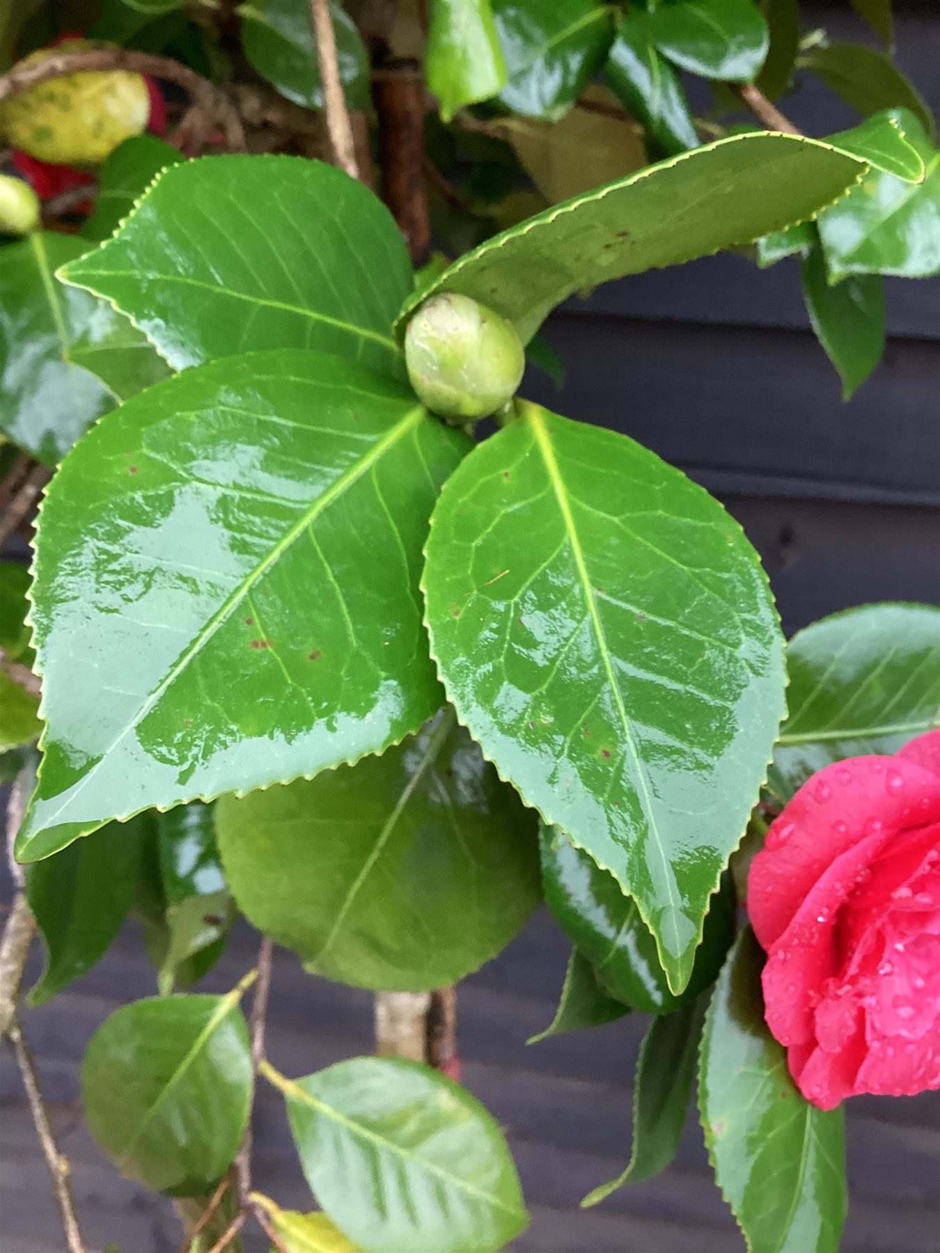 Camellia japonica - Standard - Clear Stem - Girth 10-12cm - Height - 330-350cm - 70lt