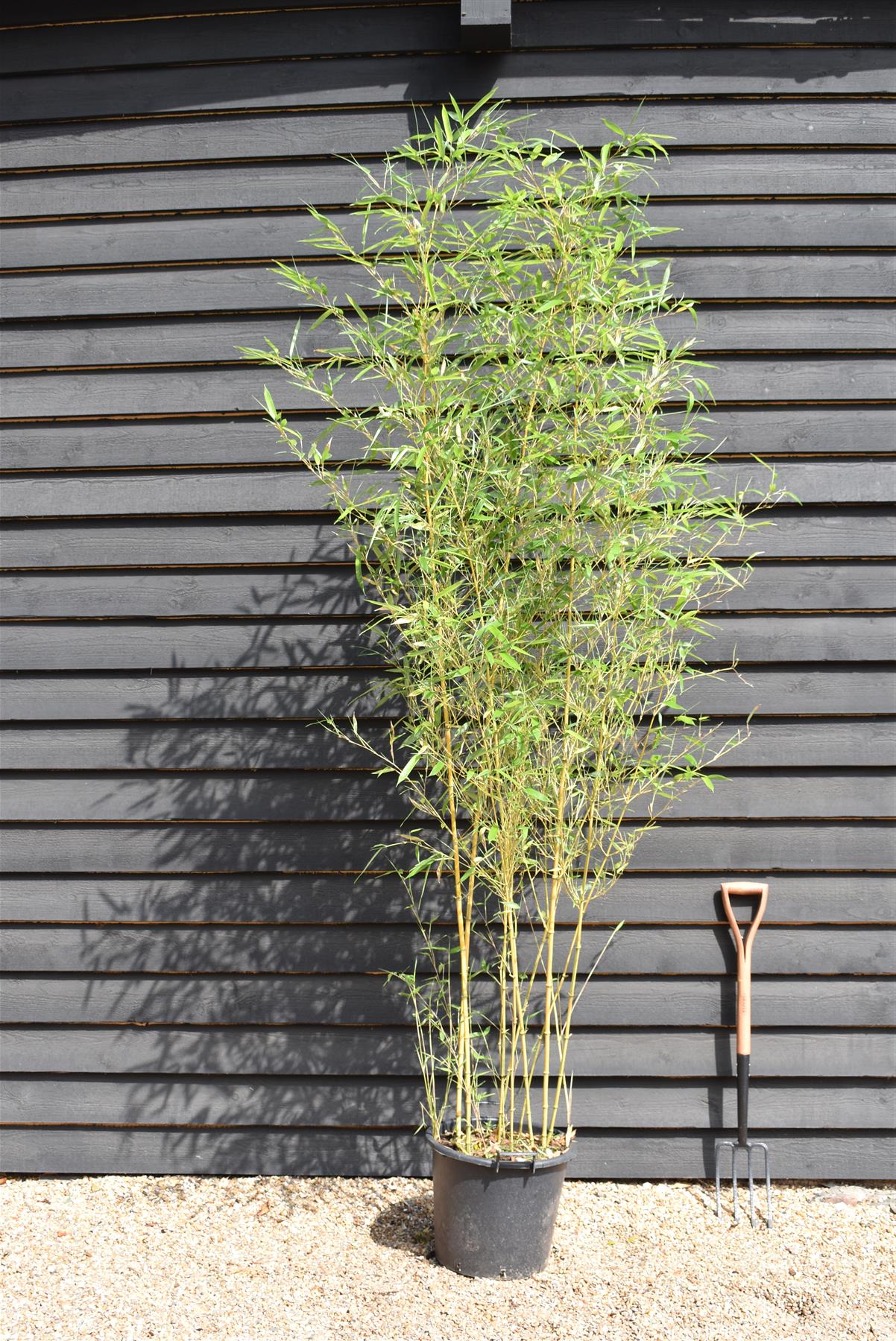 Phyllostachys aurea | Fish-pole bamboo - Height 260-280cm - 30lt