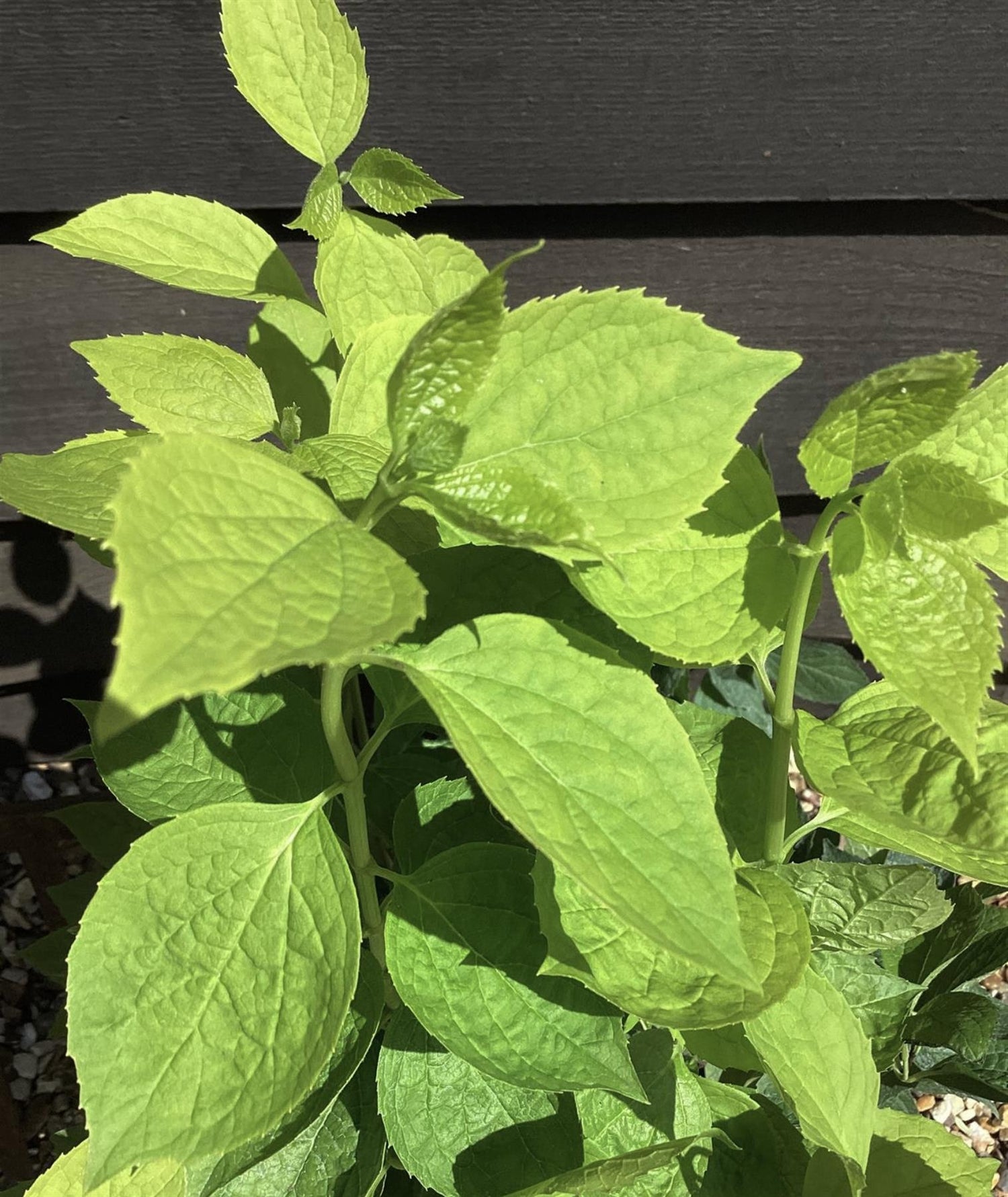 Philadelphus Coronarius Aureus - 55-100cm - 10lt