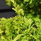 Leyland Cypress 'Gold Rider' - 120-150cm, 20lt