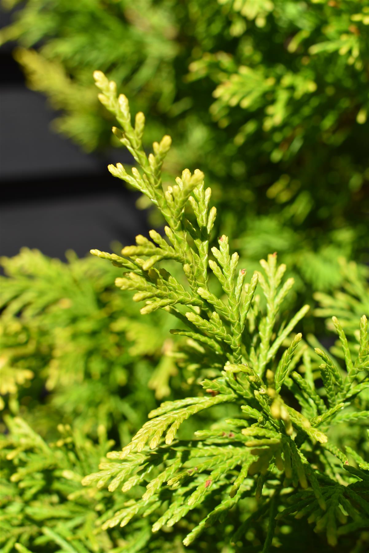 Leyland Cypress 'Gold Rider' - 120-150cm, 20lt