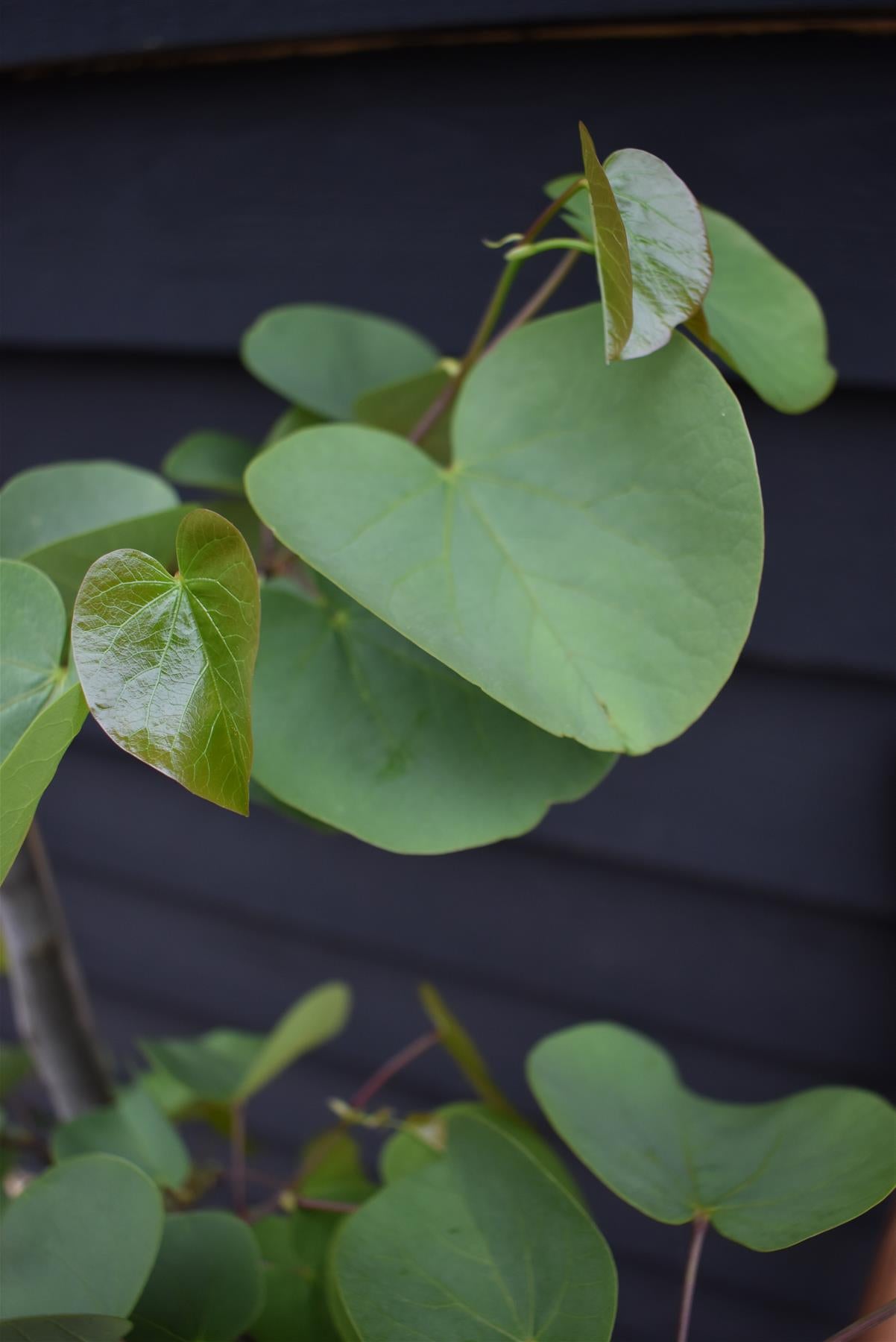 Cercis chinensis Shirobana- Height 170-220cm - Bushy - 10lt