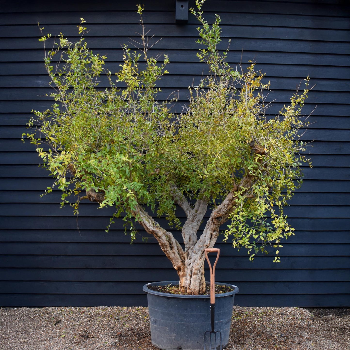 Pomegranate | Punica granatum - Mature Specimen - 3 Branches - Height 240-280cm - 350lt