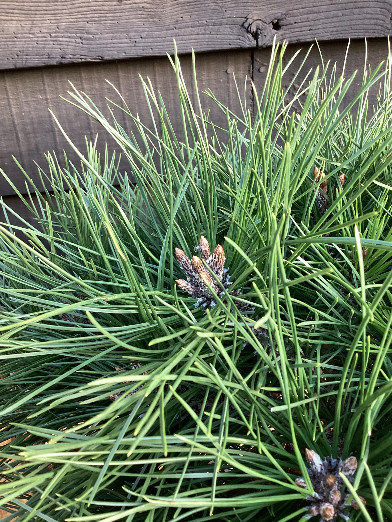 Pinus Nigra 'Brepo' | Dwarf Austrian Pine - 65-75cm, 18lt