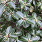 Pittosporum tenuifolium 'Gold Star' - 100-125cm, 30lt