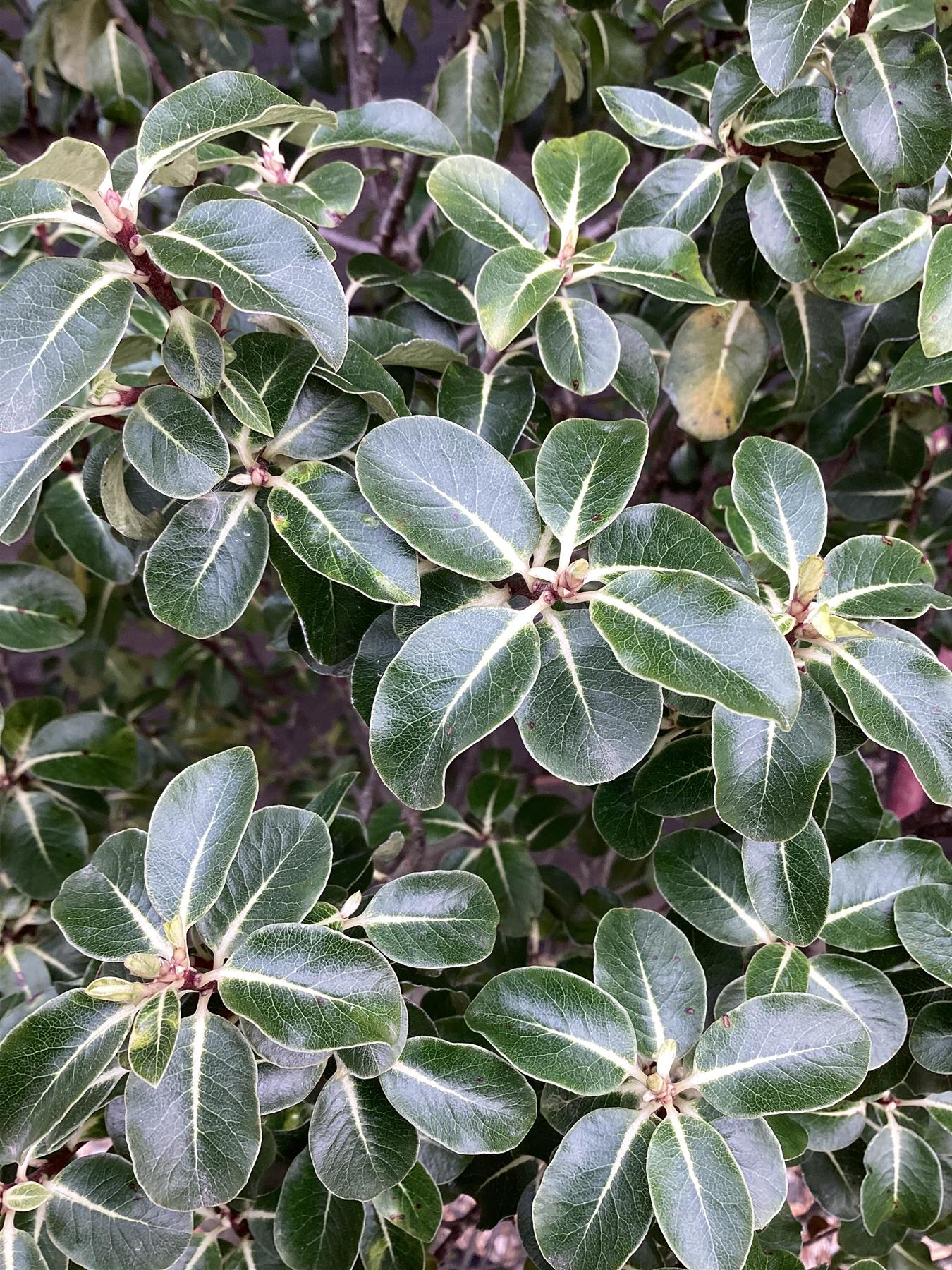 Pittosporum tenuifolium 'Gold Star' - 100-125cm, 30lt – Arundel Arboretum