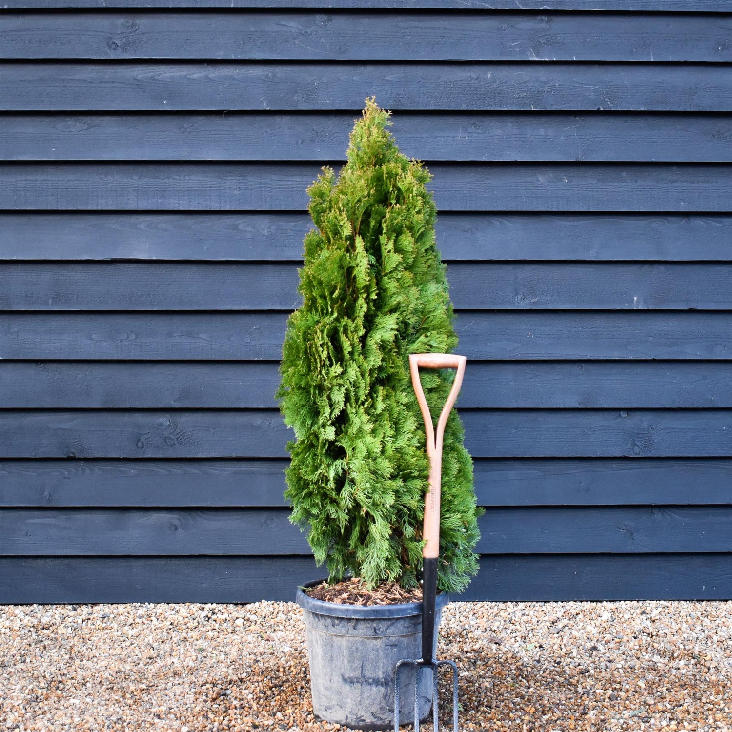 Thuja occidentalis 'Smaragd' - Bushy - Height 140-150cm - 20-30lt