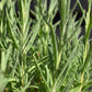 Lavandula stoechas Papillion | French Lavender - 30-60cm, 5lt