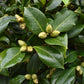 Camellia Japonica - White flower - Single Stem 100cm - Height 180cm - 45lt