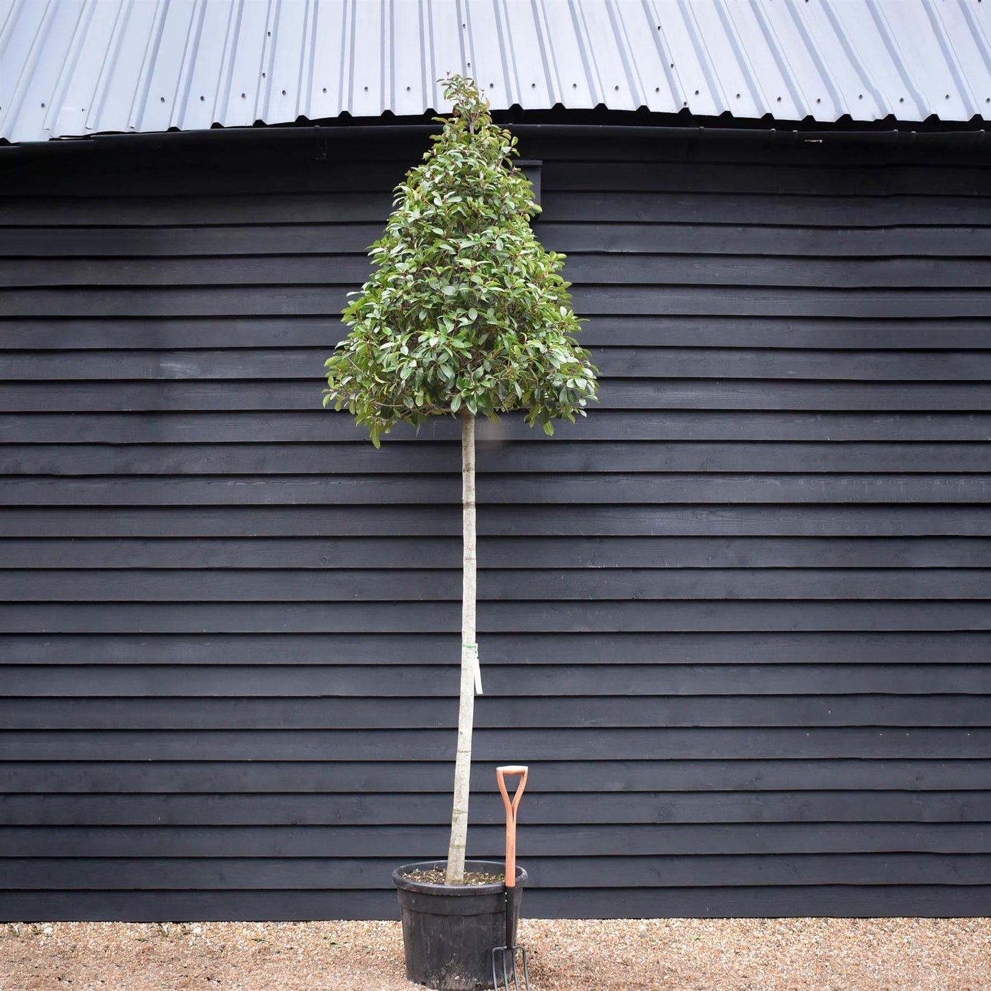 Photinia Red Robin | Christmas berry 'Red Robin' - Standard - Standard - Cone - Girth 16-18cm - Height 330-350cm - 90lt