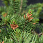 Pinus banksiana 'Velda' | Velda Pine - Height 55-65cm, Width 50cm - 8lt