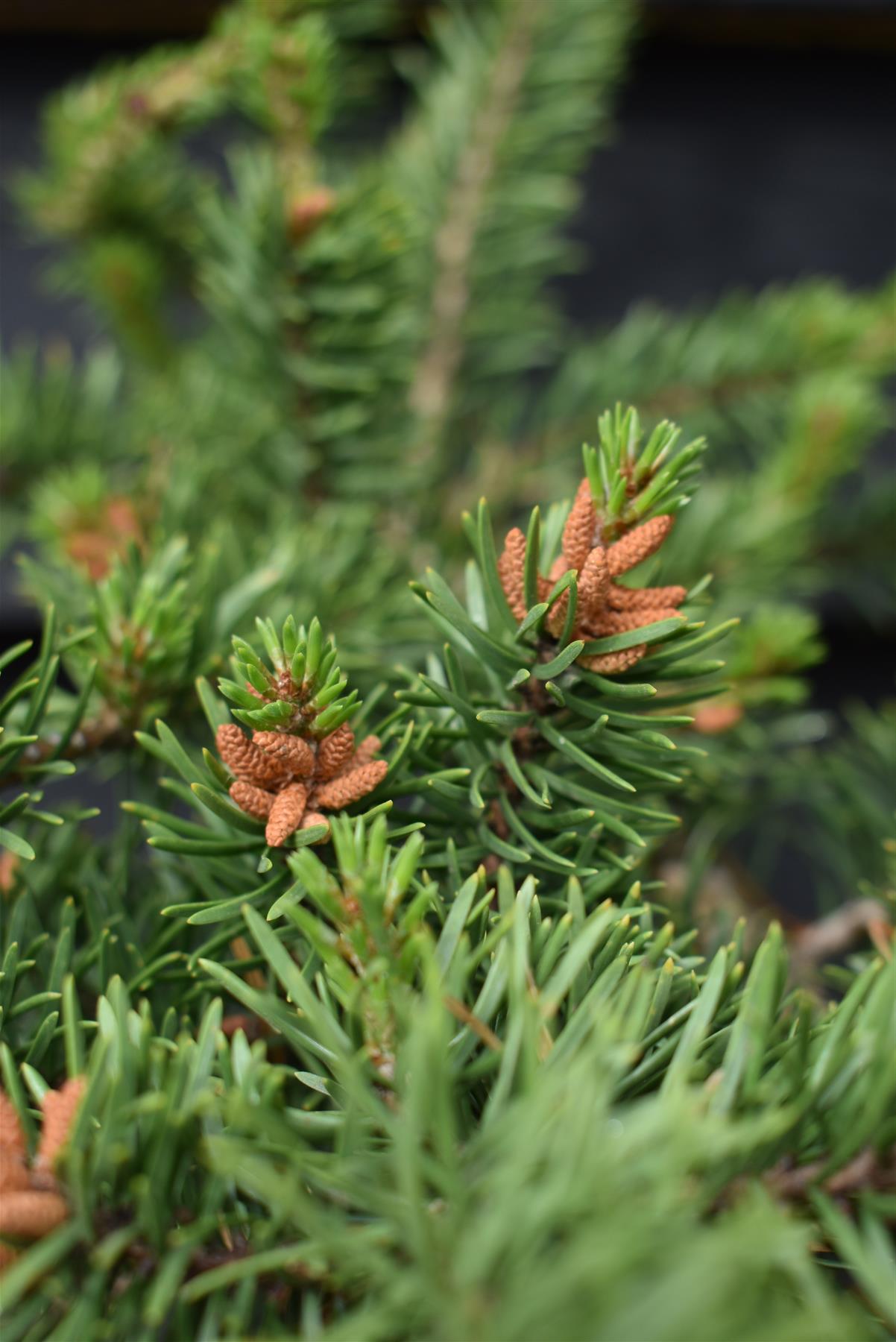 Pinus banksiana 'Velda' | Velda Pine - Height 55-65cm, Width 50cm - 8lt