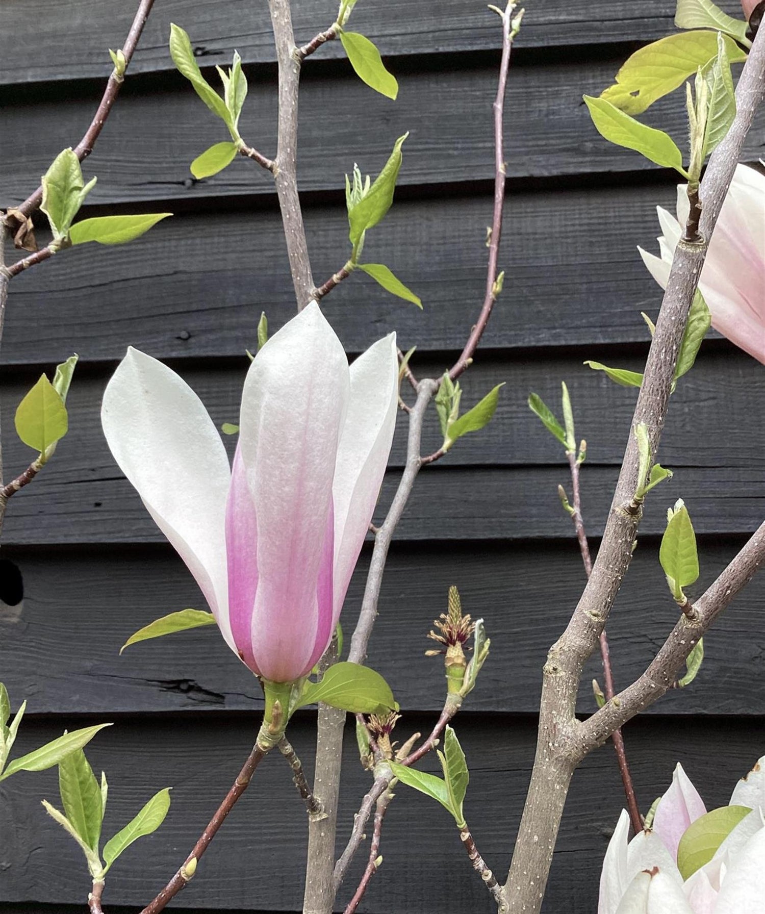 Magnolia Heaven Scent 1/2 Standard - 160-180cm, 25lt