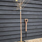 Indian bean tree | Catalpa Bungei - Clear Stem - 100-120cm - Top Graft - Height 190-210cm - 18lt