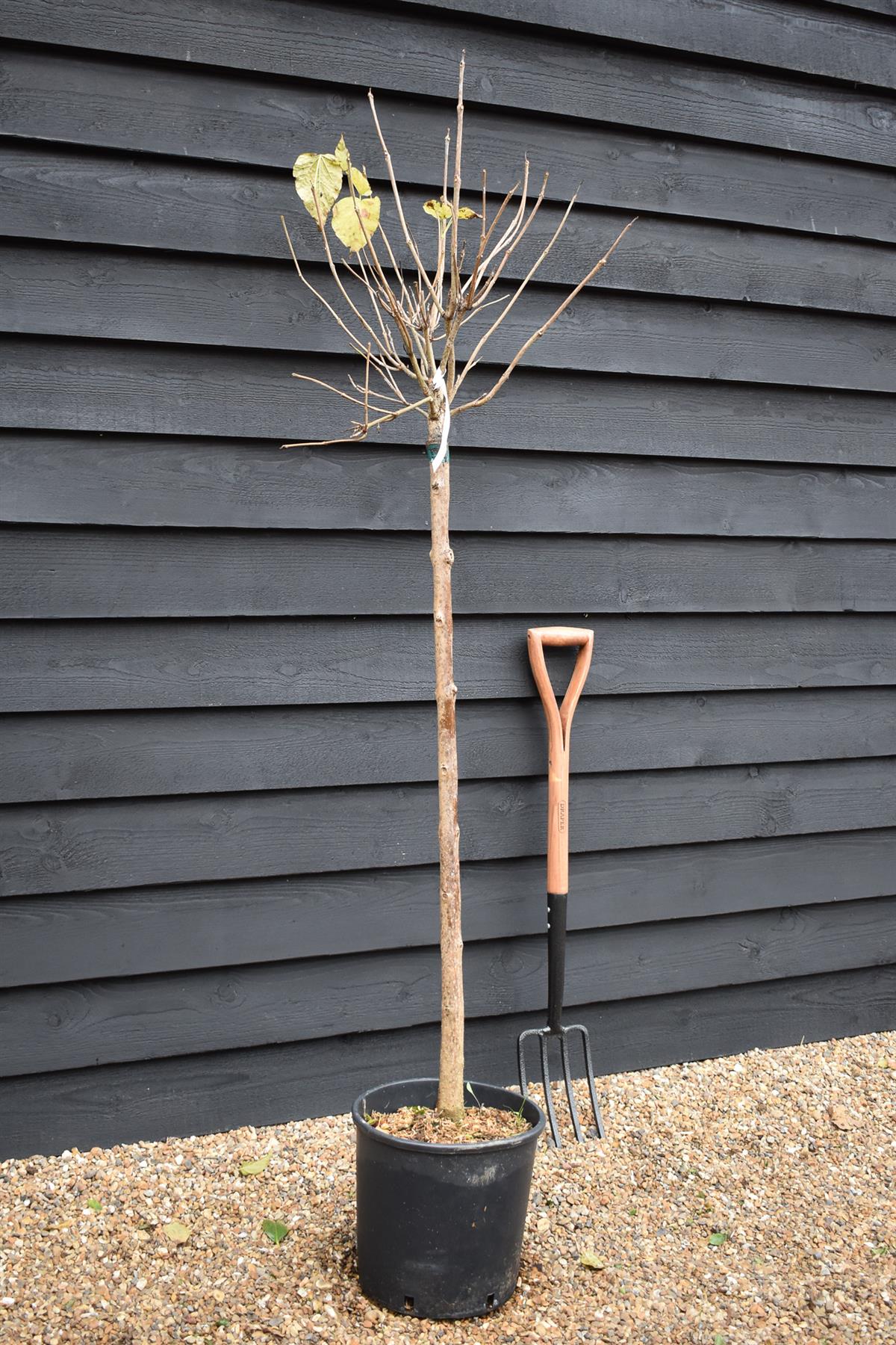 Indian bean tree | Catalpa Bungei - Clear Stem - 100-120cm - Top Graft - Height 190-210cm - 18lt