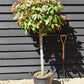 Photinia Red Robin | Christmas berry 'Red Robin' - 1/2 std Clear Stem - 170-190cm, 30lt