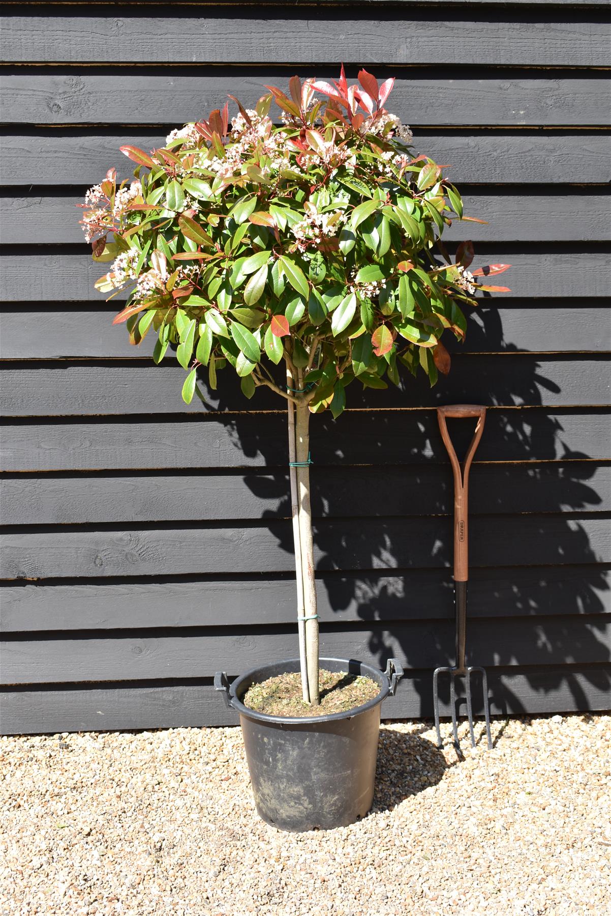 Photinia Red Robin | Christmas berry 'Red Robin' - 1/2 std Clear Stem - 170-190cm, 30lt