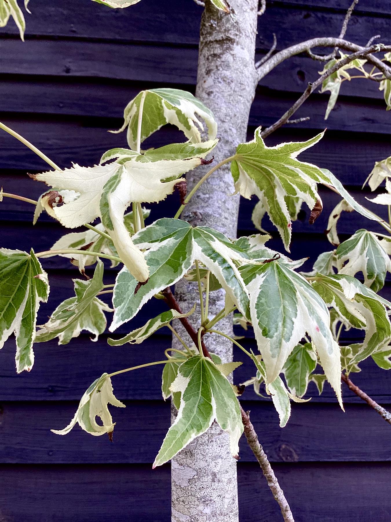 Liquidambar styraciflua 'Albomarginata' | Sweet Gum 'Silver King' - 50lt