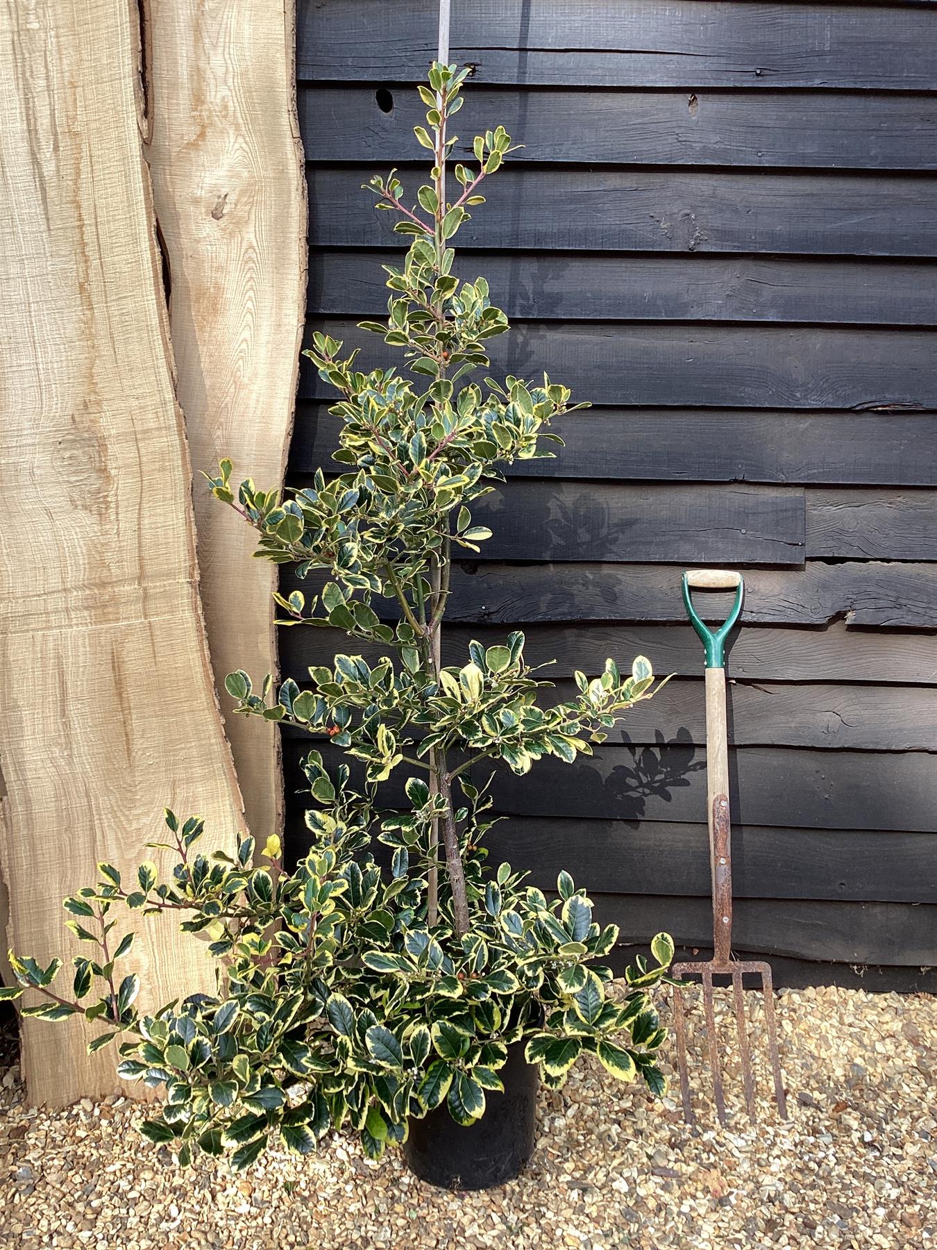 Ilex 'Golden King' Cane | Holly 'Golden King' - 160-180cm, 12lt