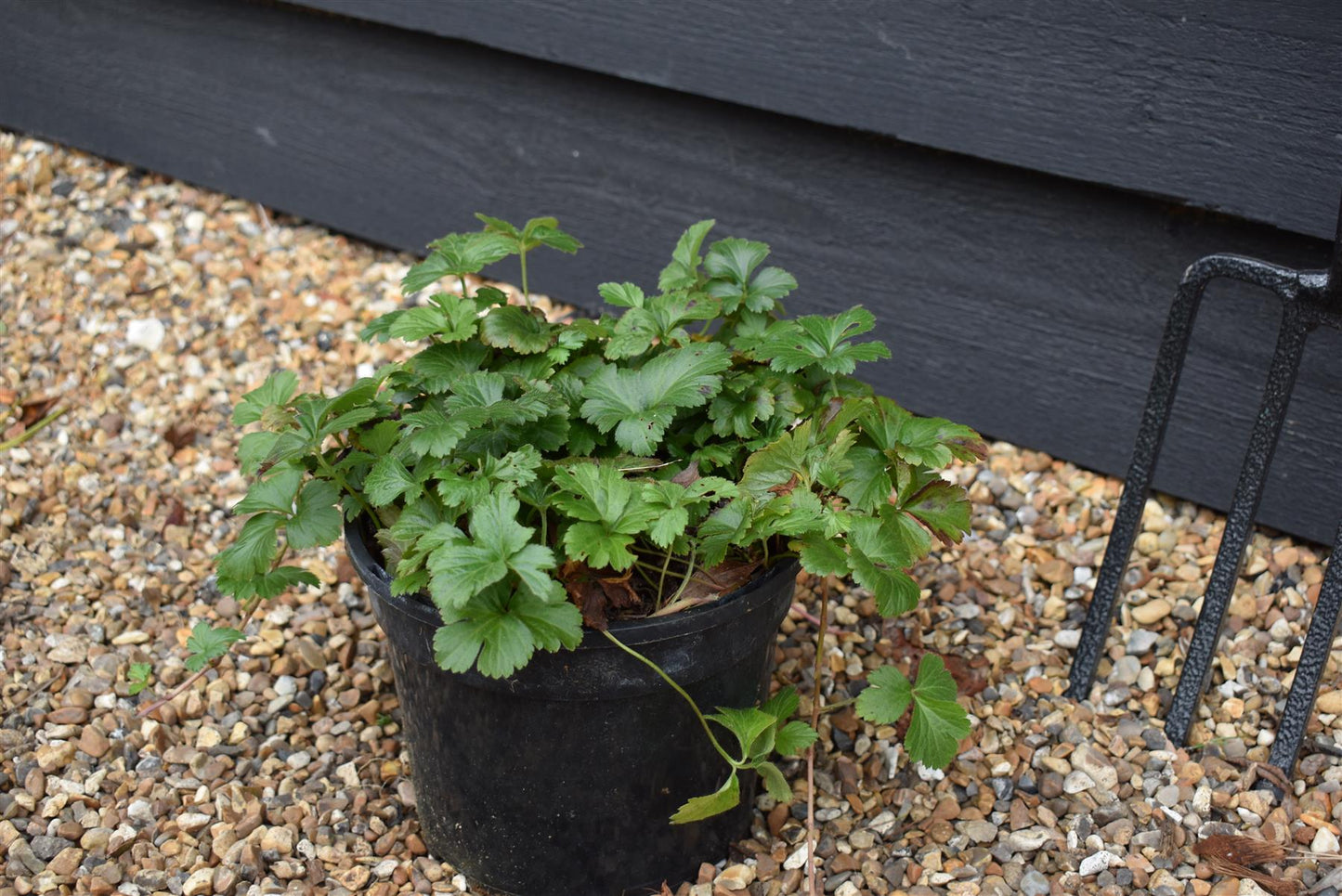 Barren Strawberry | Waldsteinia ternata - Ground cover shrub - Height Width 20-40cm - 5lt